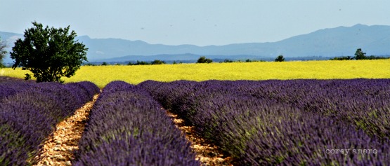 Lavender and Fennel, France