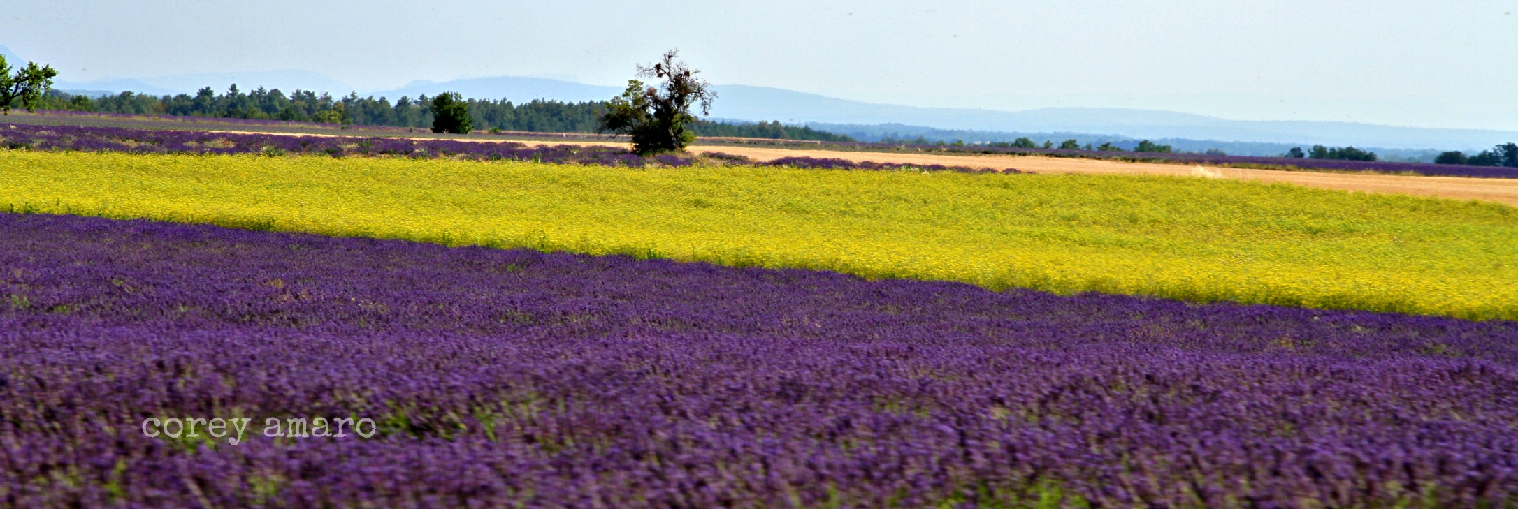 Lavender and fennel, french, countryside