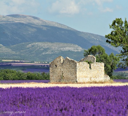 French Lavender Fields