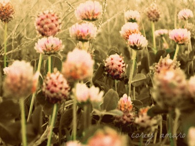 Little flowers underfoot Little flowers underfoot