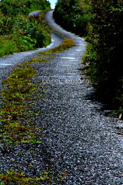 no snakes in ireland no snakes in ireland