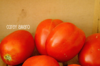 Roma tomates