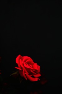 Rose bloom Provence Corey Amaro Rose bloom Provence Corey Amaro