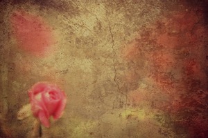 Rose against a stone facade Corey Amaro Rose against a stone facade Corey Amaro