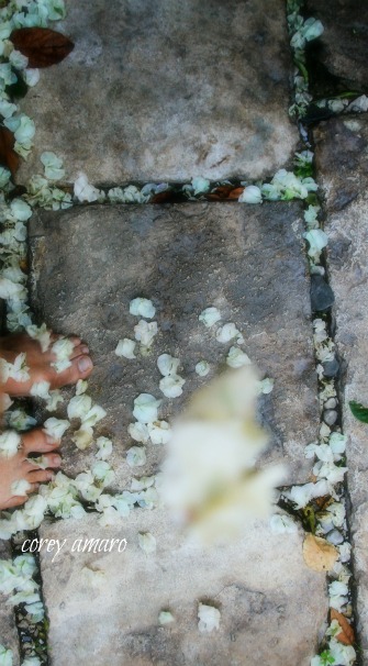 Flower petals falling