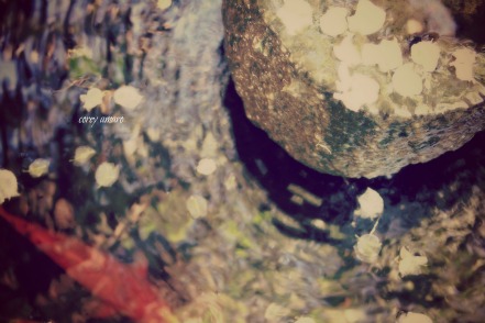 Bougainvillea in the pond