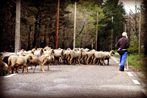 Sheep crossing