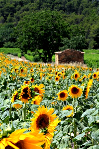 Provence sunflowers Provence sunflowers