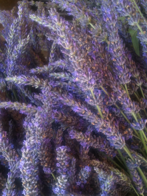 Day Tripping: Lavender Fields Starting with Lunch