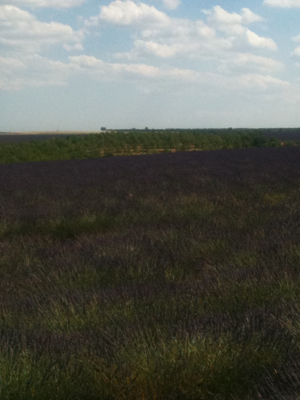 Route of the French Lavender
