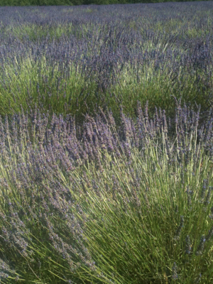 Route of the French Lavender
