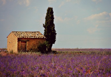 French, lavender fields, France