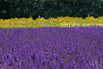 Lavender valensole france