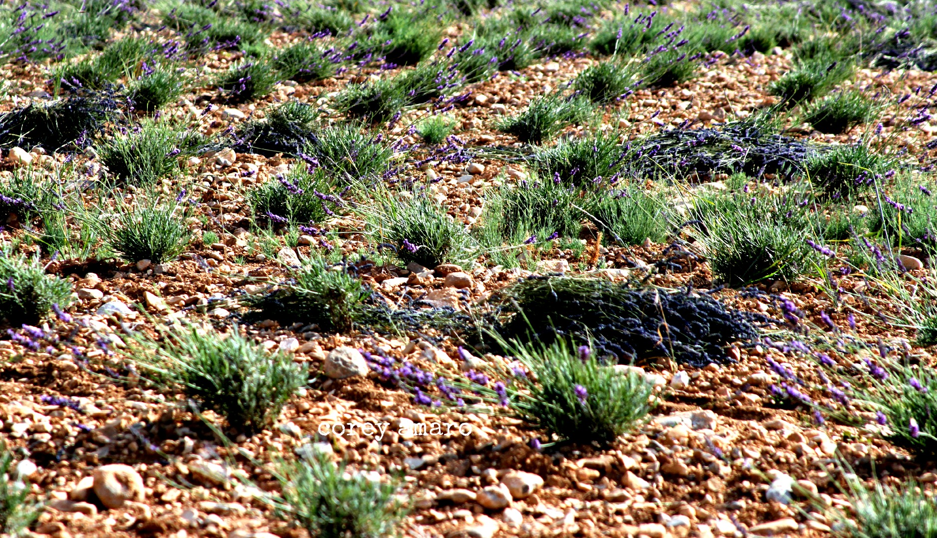 Cut lavender fields