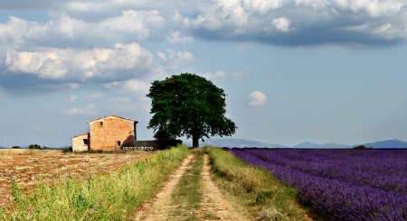 French Country,  Lavender