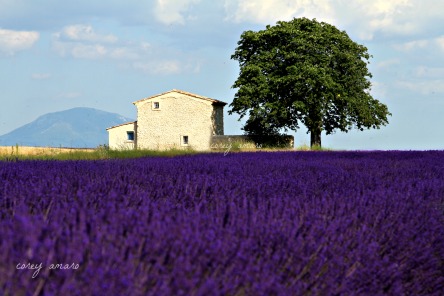 A house in the middle of lavender