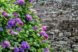 Ireland flowers Ireland flowers