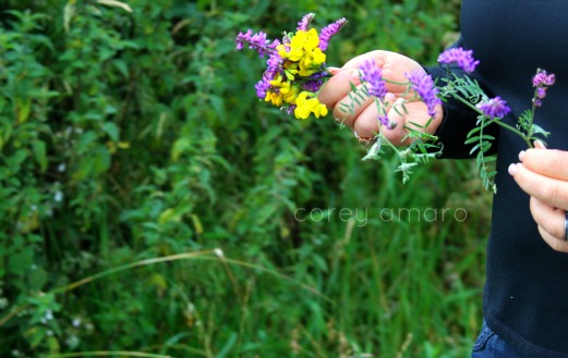 Wildflowers,Boreens,back roads,ireland