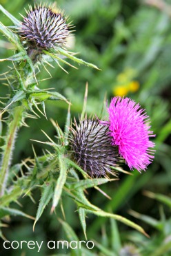 Thistle Thistle