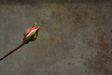 A rose in Provence Corey Amaro A rose in Provence Corey Amaro