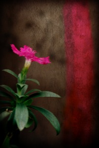 Night flower Corey Amaro Night flower Corey Amaro