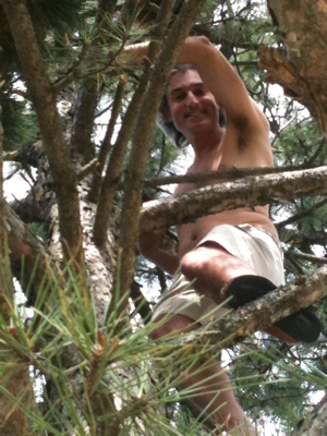 Up a Tree