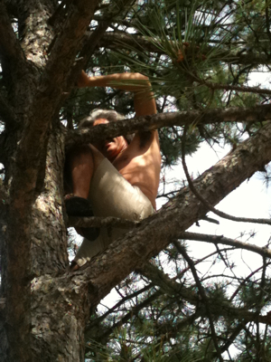 Up a Tree