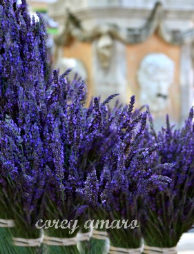 Provence, lavender, travel