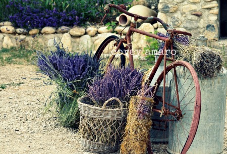 Bicycle, lavender, France