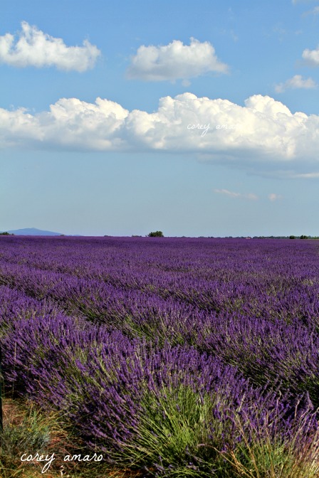 Lavender rows under a blue sky