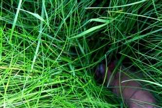 Ireland first step Ireland first step