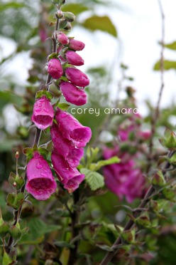 Fox gloves Fox gloves