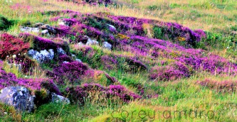 Ireland heather