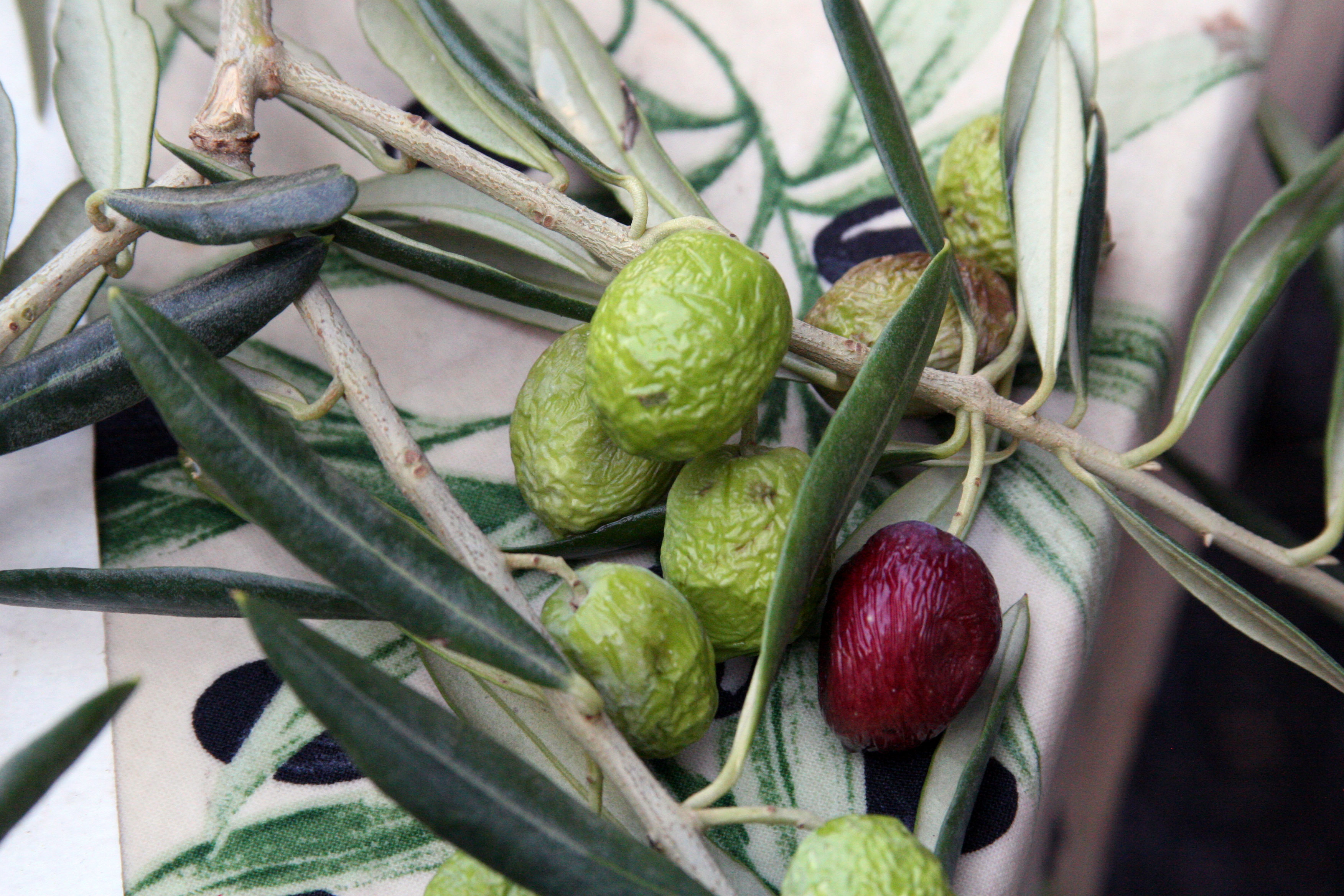 Color-of-provence-olive Color-of-provence-olive