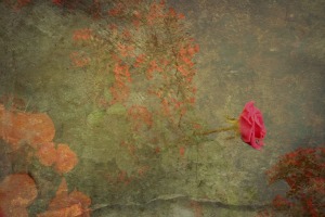 Provence rose Corey Amaro Provence rose Corey Amaro