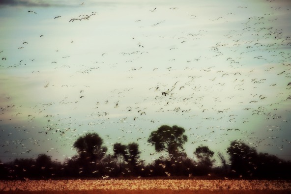 The call of the morning The call of the morning