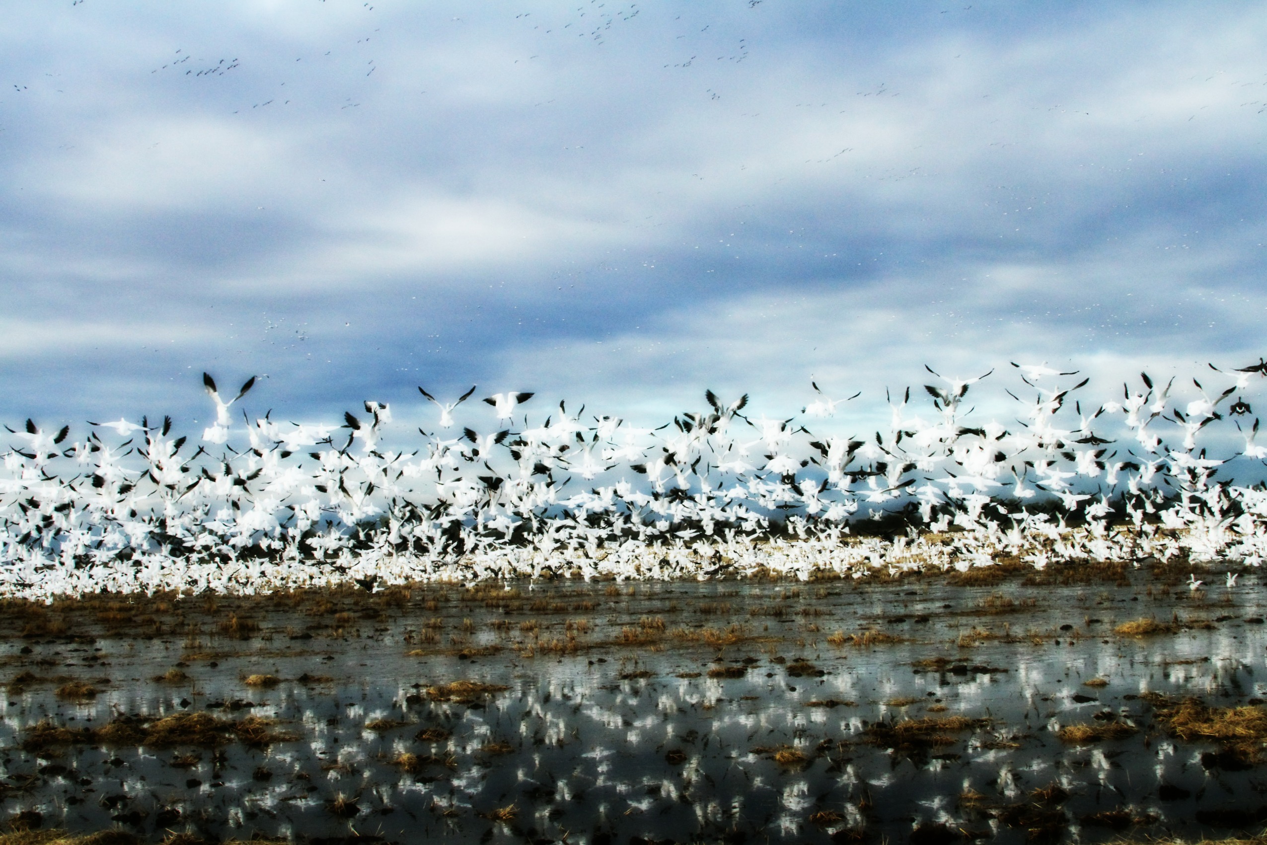 White geese landing on water White geese landing on water
