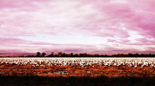 Geese in the Morning light Geese in the Morning light