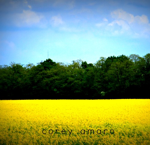 French mustard fields French mustard fields