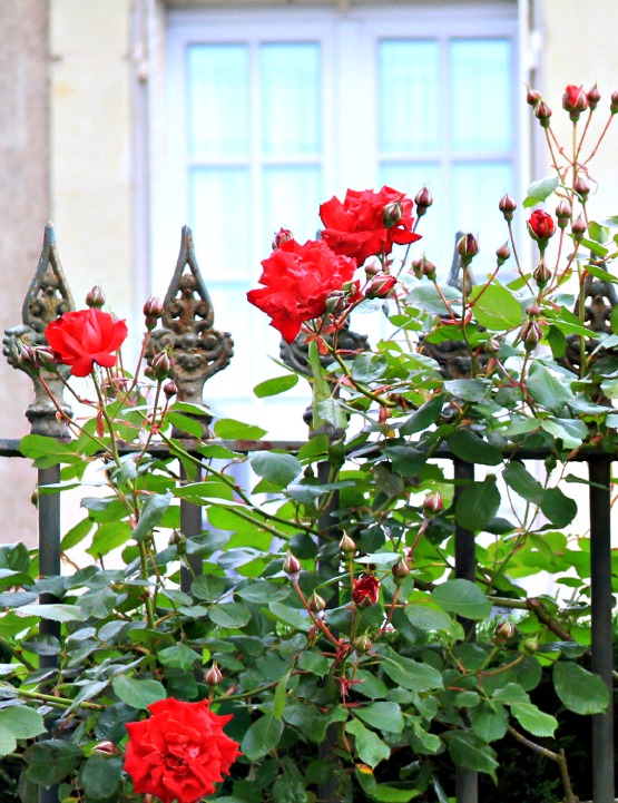 Roses iron fence