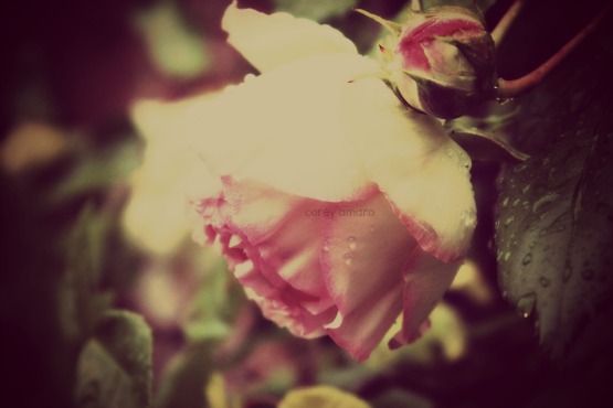 Spring rose