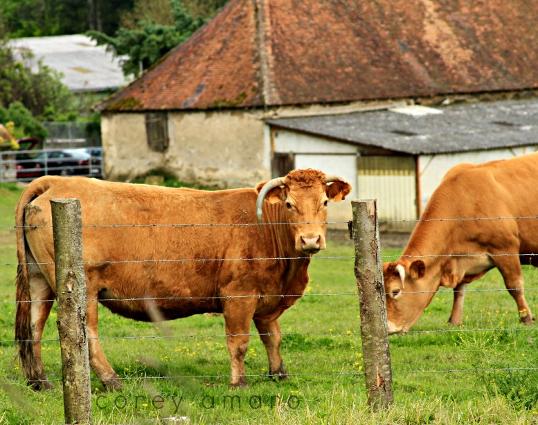 Brown Cow