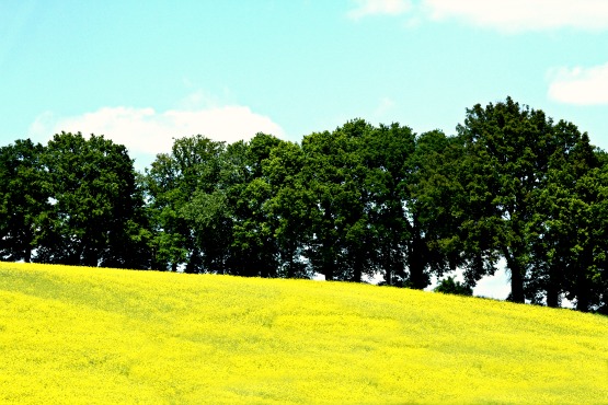Mustard field in France Mustard field in France
