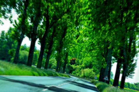 Tree lined road France