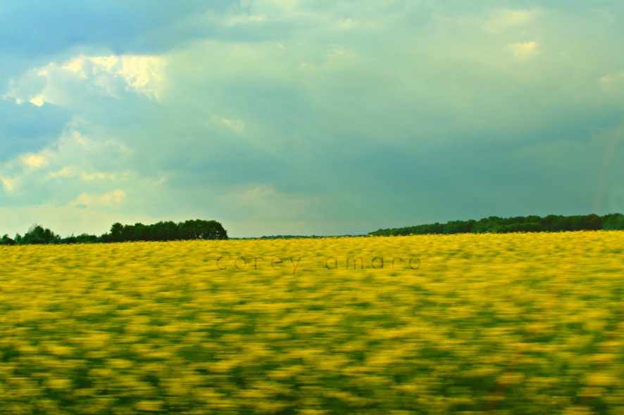 French mustard fields, golden