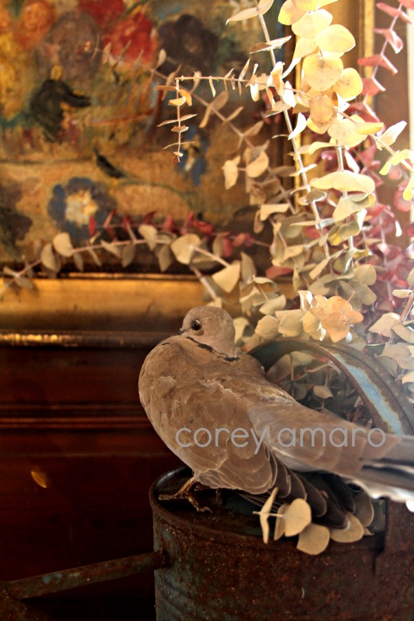 Taxidermy pigeon Stéphanie Mayeux Mortagne Au Perche 