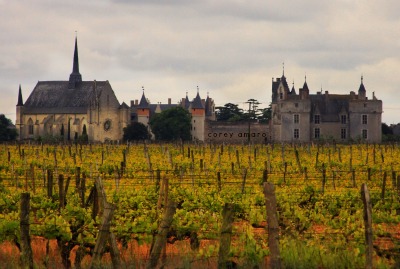French vineyard