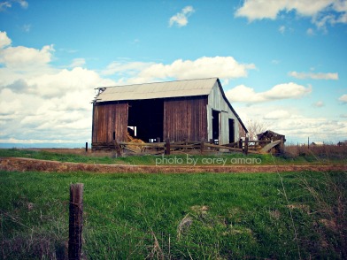 Willows family country