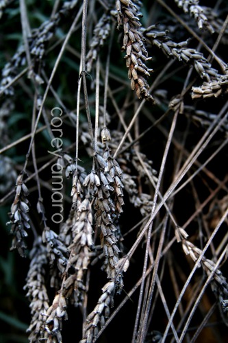 Dried lavender