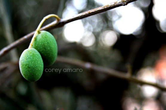 Olives, provence